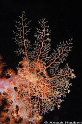 Basket star, Astroboa sp. Picture taken during a night di... by Anouk Houben 